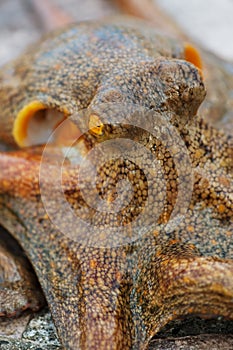 Common octopus-Octopus vulgaris