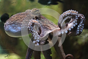 Common octopus (Octopus vulgaris).