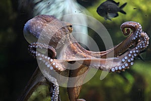 Common octopus (Octopus vulgaris).