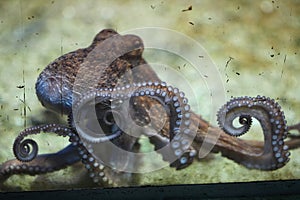 Common octopus (Octopus vulgaris).