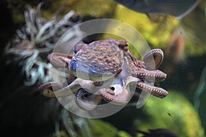 Common octopus (Octopus vulgaris).