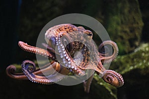 Common octopus (Octopus vulgaris).