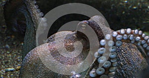 Common Octopus, octopus vulgaris, Adult showing Tentacles, Seawater Aquarium in France