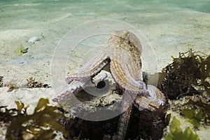 Common Octopus Octopus vulgaris climbing out of its den