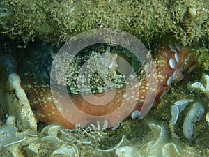 Common octopus (Octopus vulgaris) close-up undersea, Aegean Sea, Greece, Halkidiki
