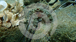 Common octopus Octopus vulgaris hunting, Aegean Sea, Greece.