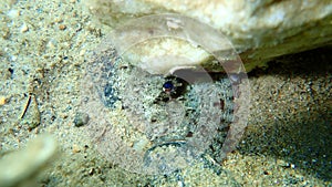 Common octopus Octopus vulgaris hunting, Aegean Sea, Greece.