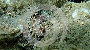 Common octopus Octopus vulgaris hunting, Aegean Sea, Greece.