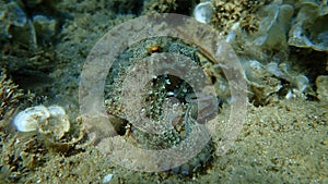 Common octopus Octopus vulgaris hunting, Aegean Sea, Greece.