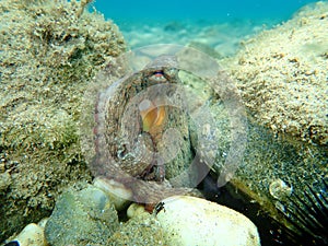 Common octopus Octopus vulgaris hunting, Aegean Sea, Greece.