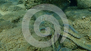 Common octopus Octopus vulgaris hunting, Aegean Sea, Greece.