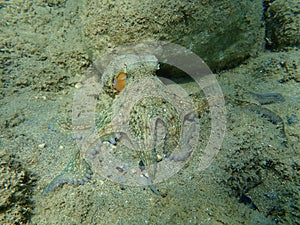 Common octopus Octopus vulgaris hunting, Aegean Sea, Greece.