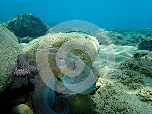 Common octopus Octopus vulgaris hunting, Aegean Sea, Greece.