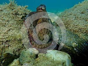 Common octopus Octopus vulgaris hunting, Aegean Sea, Greece.