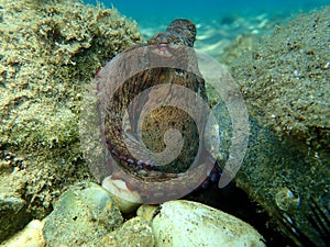 Common octopus Octopus vulgaris hunting, Aegean Sea, Greece.