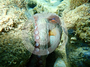 Common octopus Octopus vulgaris hunting, Aegean Sea, Greece.