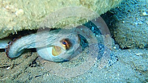 Common octopus Octopus vulgaris hunting, Aegean Sea, Greece.