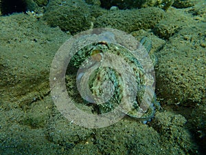 Common octopus Octopus vulgaris hunting, Aegean Sea, Greece.