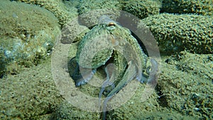 Common octopus Octopus vulgaris hunting, Aegean Sea, Greece.