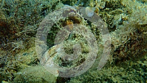 Common octopus Octopus vulgaris hunting, Aegean Sea, Greece.