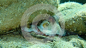 Common octopus Octopus vulgaris hunting, Aegean Sea, Greece.