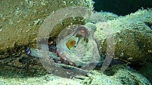 Common octopus Octopus vulgaris hunting, Aegean Sea, Greece.