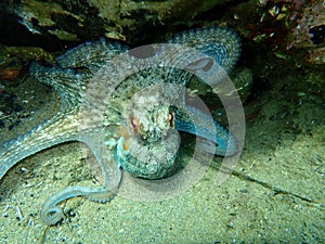 Common octopus Octopus vulgaris hunting, Aegean Sea, Greece.