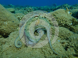 Common octopus Octopus vulgaris hunting, Aegean Sea, Greece.