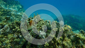 Common octopus (Octopus vulgaris) hunting, Aegean Sea, Greece, Halkidiki