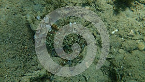 Common octopus (Octopus vulgaris) hunting, Aegean Sea, Greece, Halkidiki