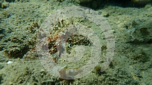 Common octopus (Octopus vulgaris) hunting, Aegean Sea, Greece, Halkidiki