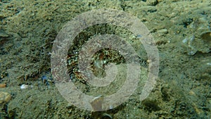 Common octopus (Octopus vulgaris) hunting, Aegean Sea, Greece, Halkidiki