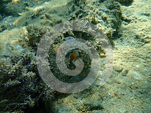 Common octopus (Octopus vulgaris) hunting, Aegean Sea, Greece, Halkidiki