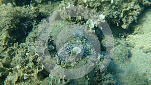 Common octopus (Octopus vulgaris) hunting, Aegean Sea, Greece, Halkidiki