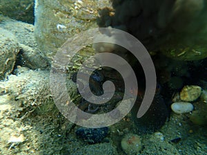 Common octopus Octopus vulgaris inking undersea, Aegean Sea, Greece.