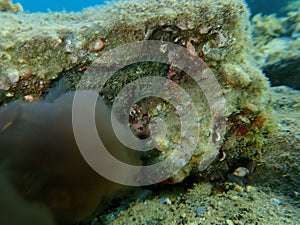 Common octopus (Octopus vulgaris) at the moment of inking undersea, Aegean Sea. Ink out of focus.