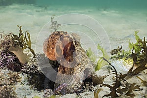 Common Octopus Octopus vulgaris moving out of its den