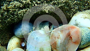 Common octopus (Octopus vulgaris) undersea, Aegean Sea