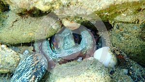 Common octopus Octopus vulgaris undersea, Aegean Sea, Greece.