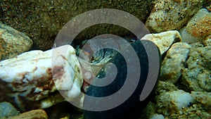 Common octopus Octopus vulgaris undersea, Aegean Sea, Greece.