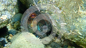 Common octopus Octopus vulgaris undersea, Aegean Sea, Greece.