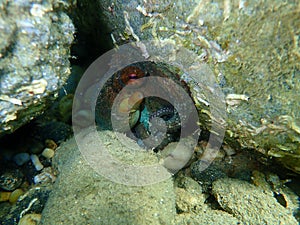 Common octopus Octopus vulgaris undersea, Aegean Sea, Greece.