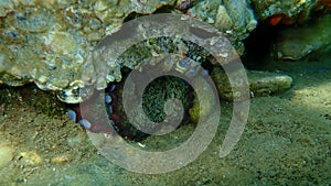 Common octopus Octopus vulgaris undersea, Aegean Sea, Greece.