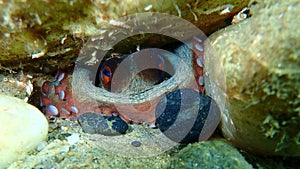 Common octopus Octopus vulgaris undersea, Aegean Sea, Greece.