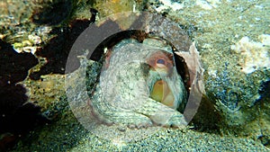 Common octopus Octopus vulgaris undersea, Aegean Sea, Greece.