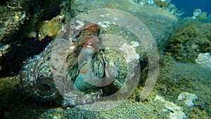 Common octopus Octopus vulgaris undersea, Aegean Sea, Greece.