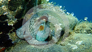 Common octopus Octopus vulgaris undersea, Aegean Sea, Greece.