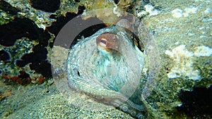 Common octopus Octopus vulgaris undersea, Aegean Sea, Greece.