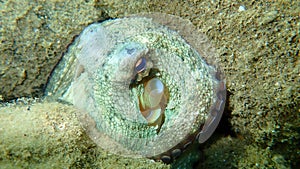 Common octopus Octopus vulgaris undersea, Aegean Sea, Greece.