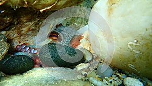 Common octopus Octopus vulgaris undersea, Aegean Sea, Greece.